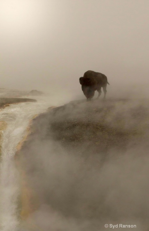 bison in mist copy