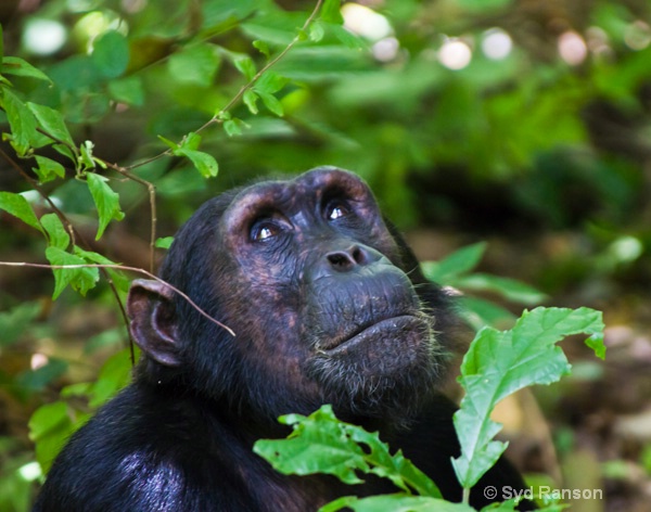 chimp portrait 