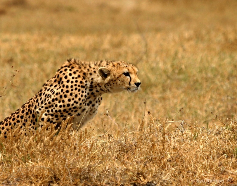 cheta on hunt