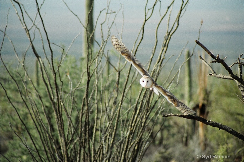 barn owl in flight