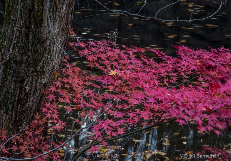 Fall on the Wissahickon 6