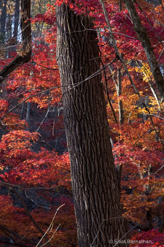 Fall on the Wissahickon 4