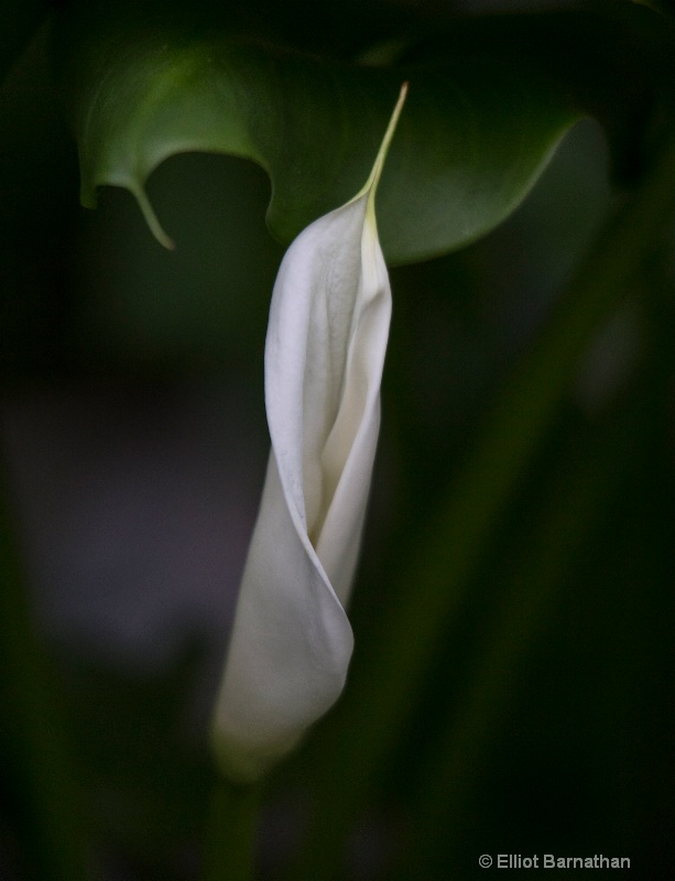 Longwood Gardens 10