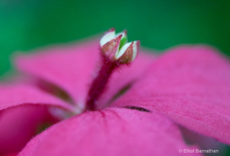 Longwood Gardens 9