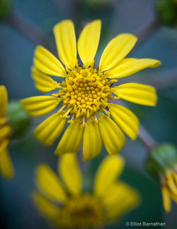 Longwood Gardens 8