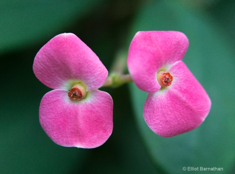 Longwood Gardens 7