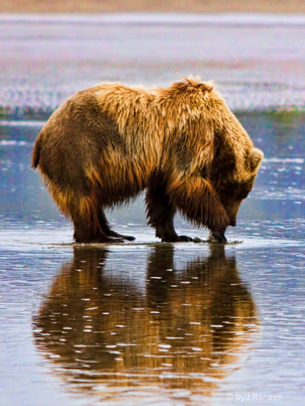 coastal brown bear clamming