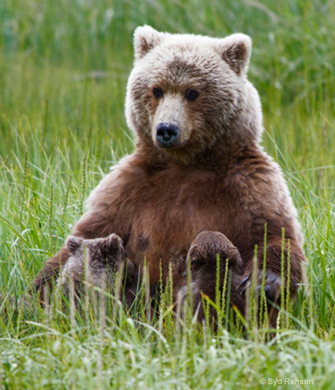 nursing cubs 