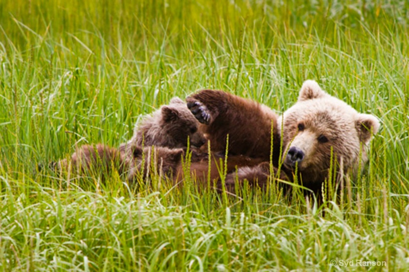 mother coastal brown bear and cubs