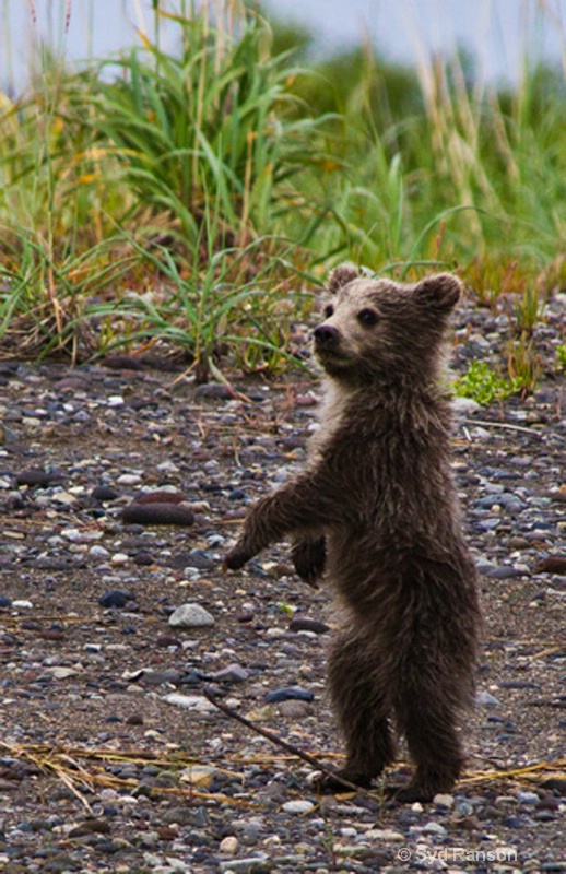 ranson syd lake clark cub