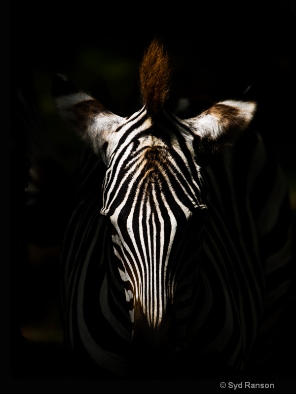 zebra portrait