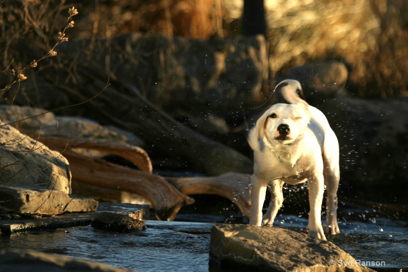 jack russel swimming