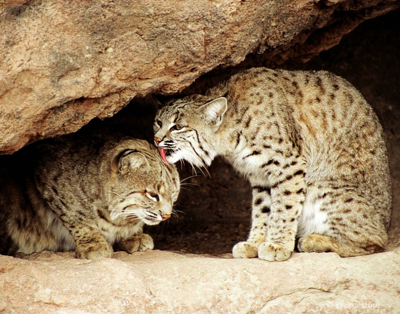 bobcats