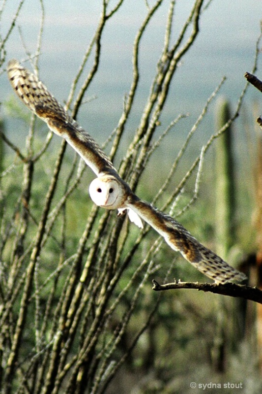 barn owl in flight