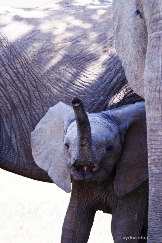 baby elephant and mom 