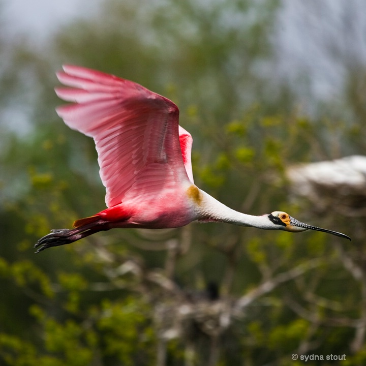 spoonbill