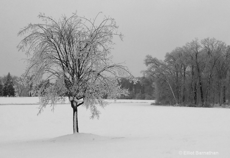 Winter Trees