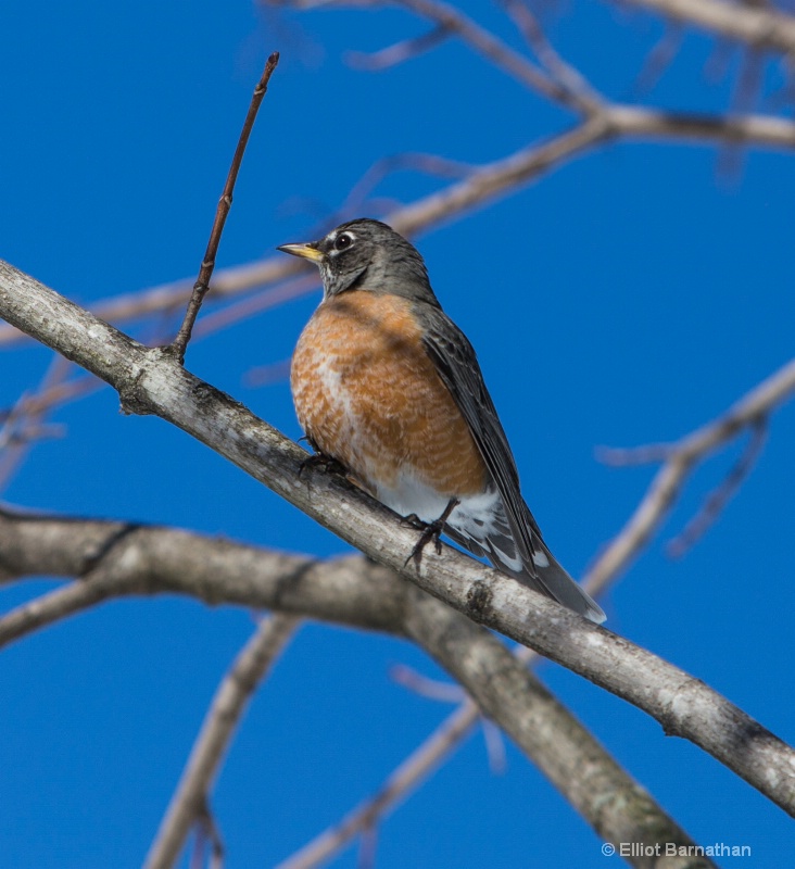 Robin Signalling Spring?