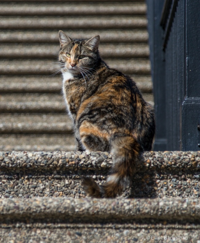 Portrait of a Cat