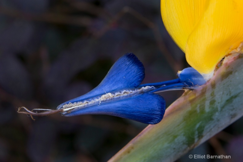 Longwood Gardens 25