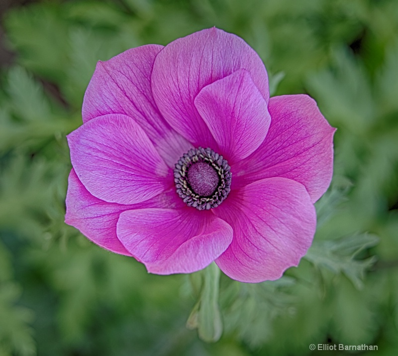 Longwood Gardens 9