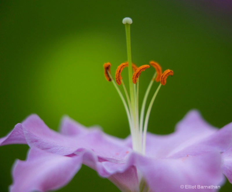 Longwood Gardens 7