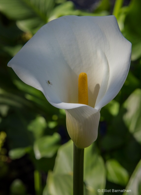 Longwood Gardens 5