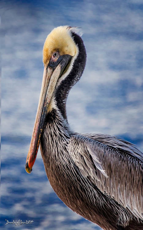 Pelican Closeup 2