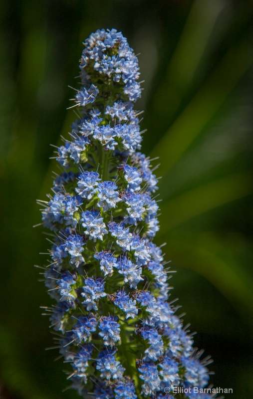 Longwood Gardens 61