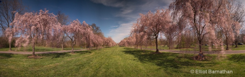 Weeping Cherries