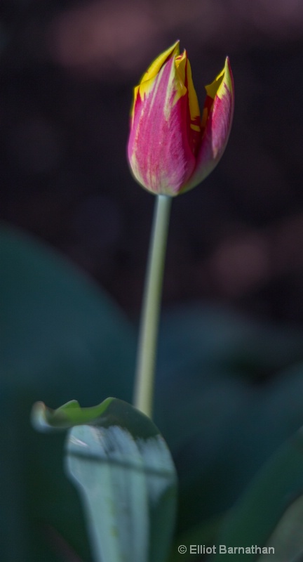 Tulip