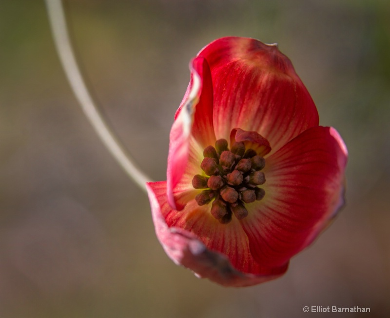 Japanese Dogwood