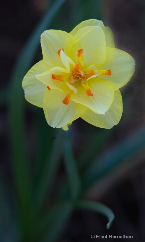 Daffodil