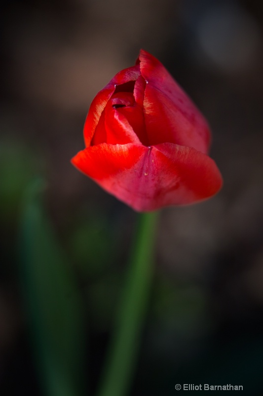 Tulip