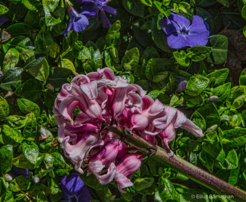 Hyacinth at Rest