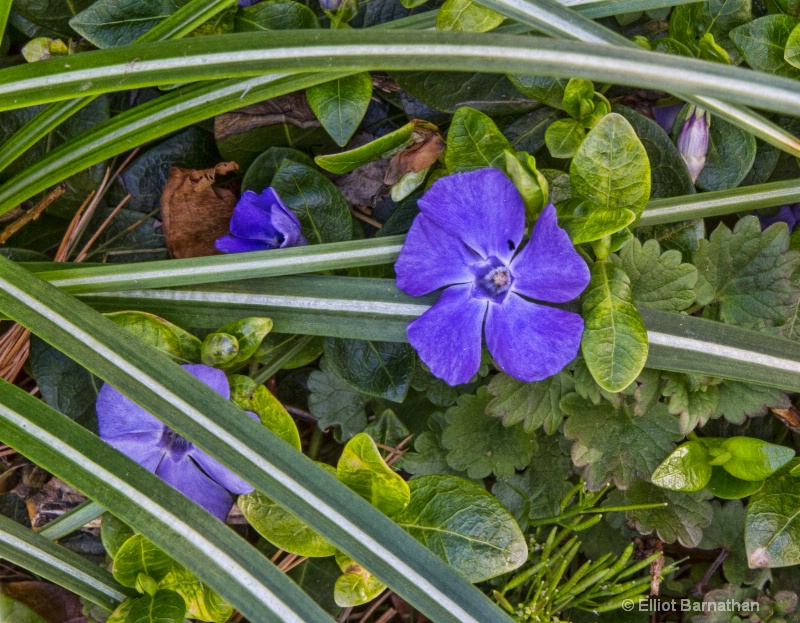 Garden Still Life