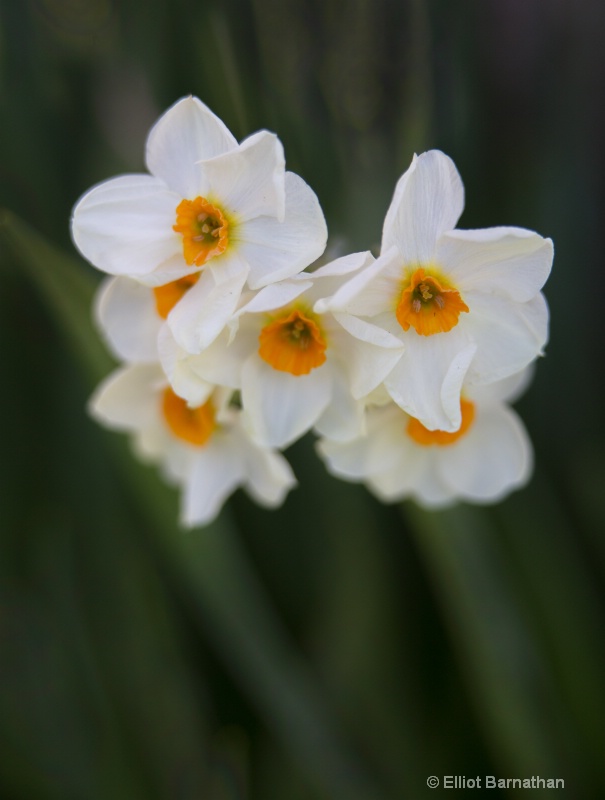 Daffodils