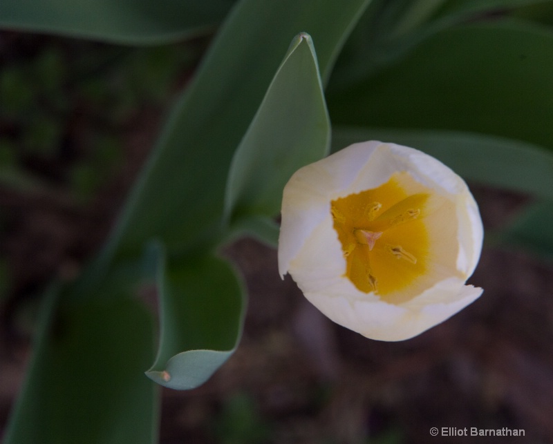 Tulip