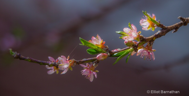 Peach Blossoms