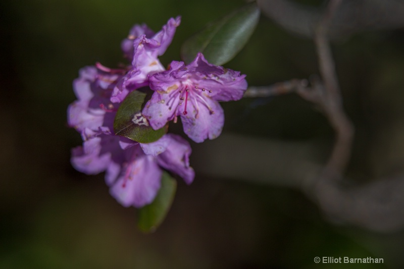 Spring Flowers 1