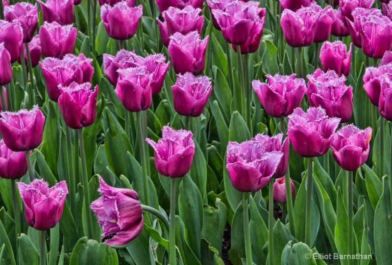 Tulips