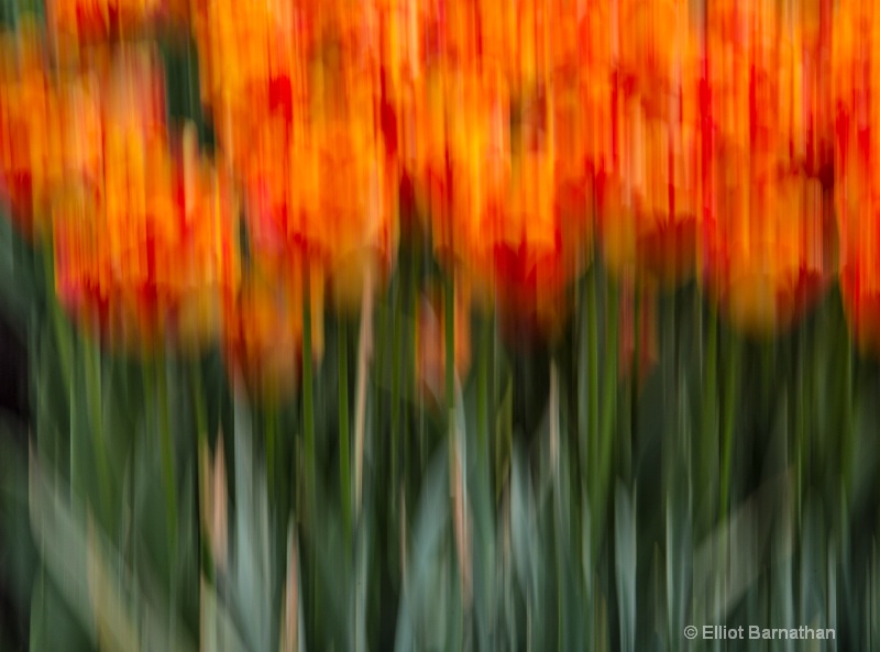 Tulips