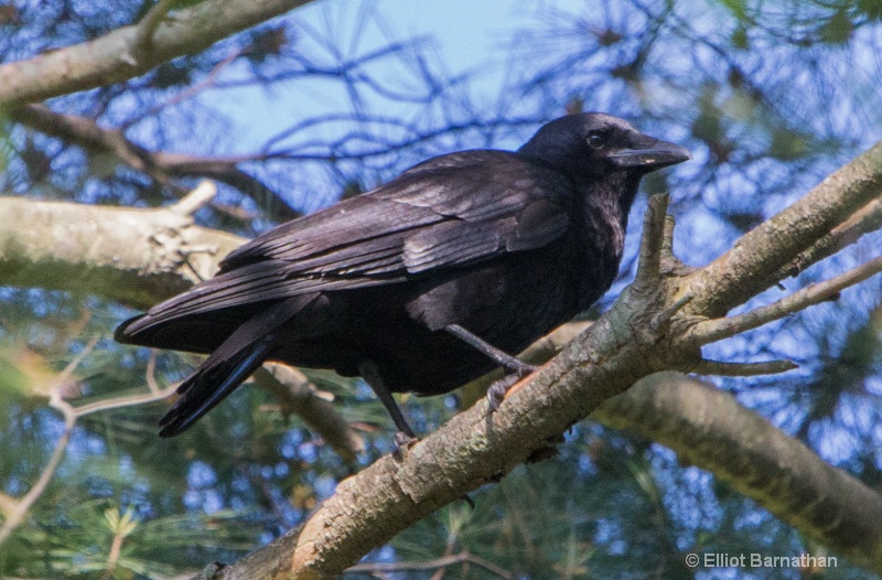 Crow