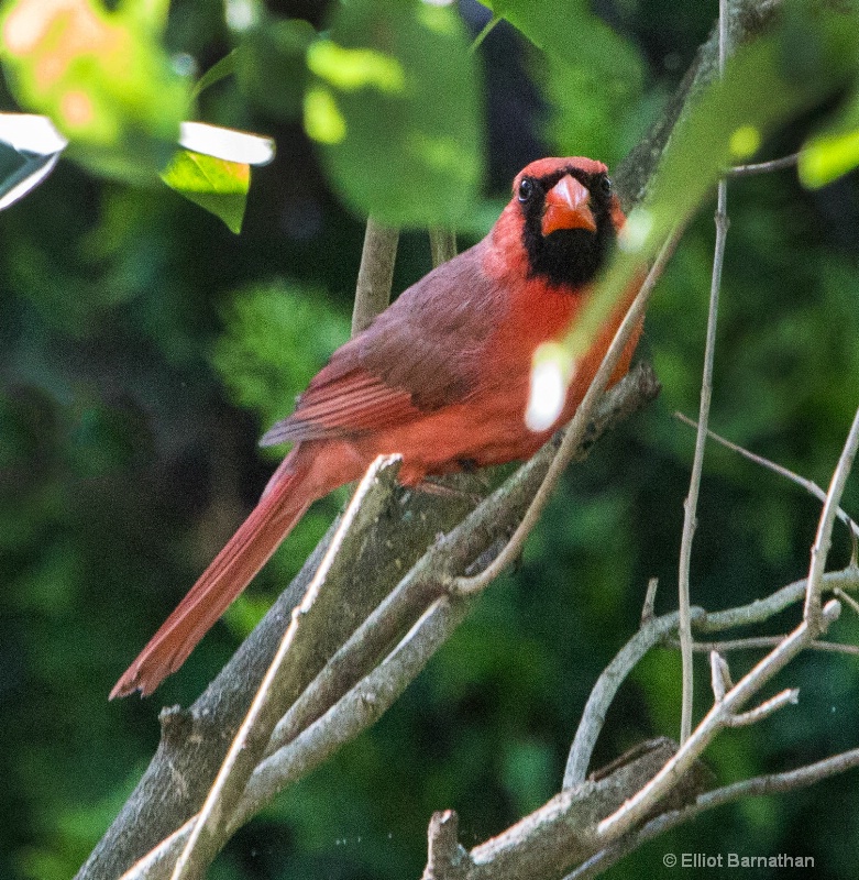 Northern Cardinal male