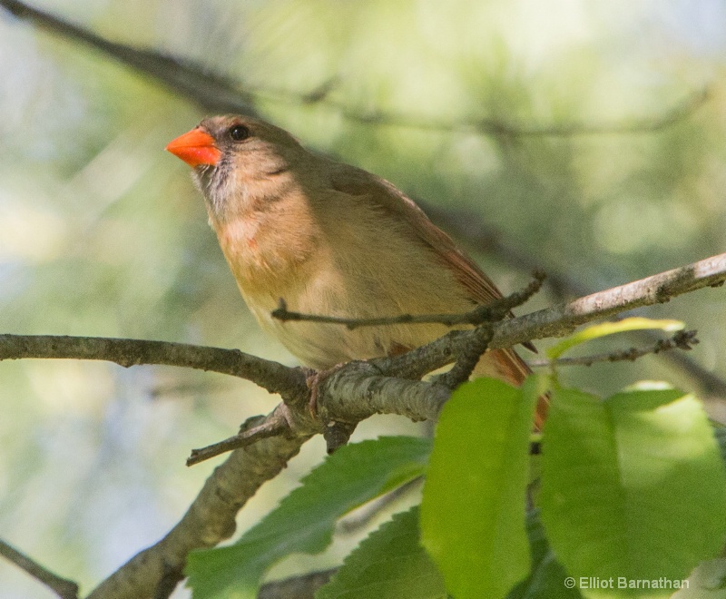 Northern Cardinal female