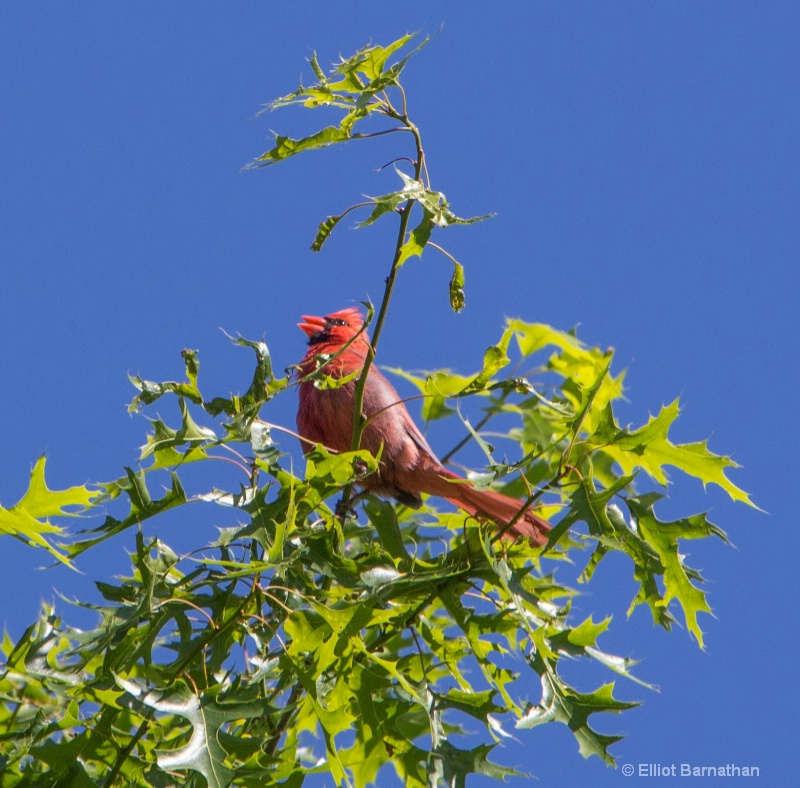 Northern Cardinal male