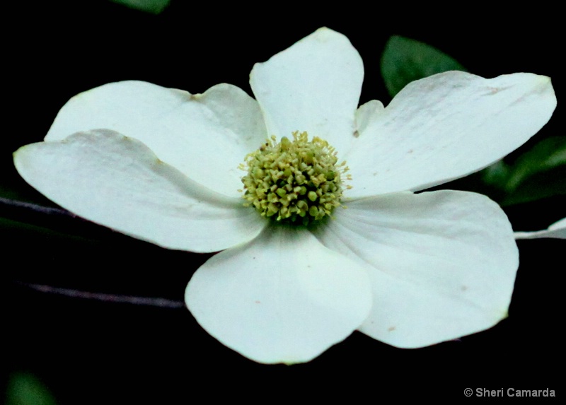 White Dogwood