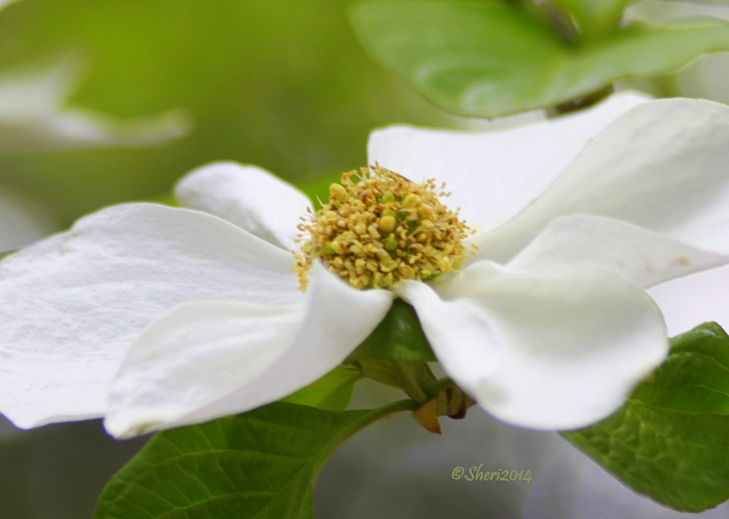 White Dogwood