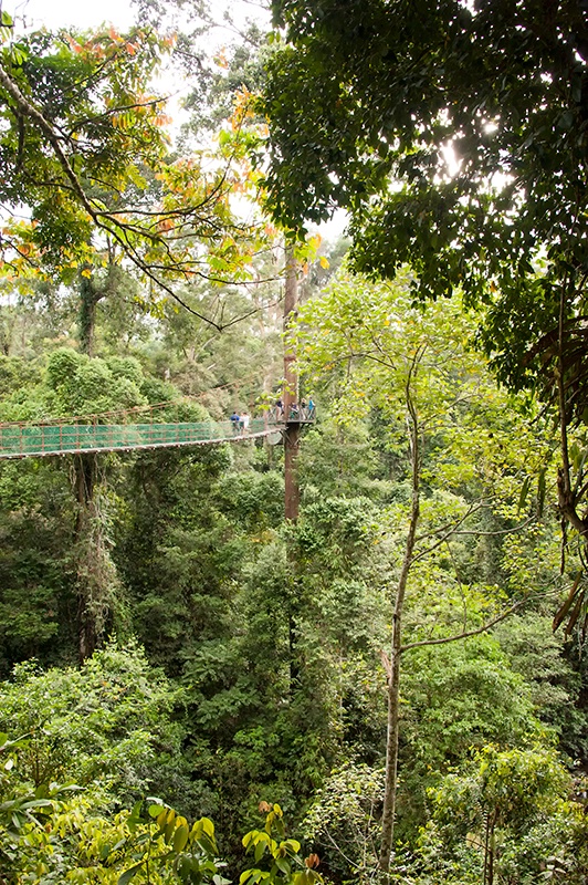 Great Views - Danum Valley