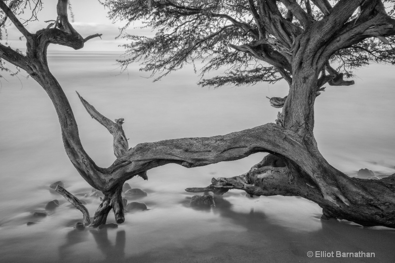 Driftwood